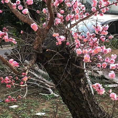 ホテル 東松戸ホーム 成田apダイレクト 松戸市 エクステリア 写真